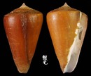 蠟黃芋螺 Conus quercinus 6