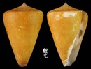 蠟黃芋螺 Conus quercinus 7