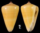蠟黃芋螺 Conus quercinus 8