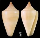 蠟黃芋螺 Conus quercinus 9