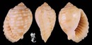 粗齒鶉螺 Malea pomum 2