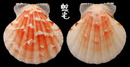 雲嬌海扇蛤 Comptopallium vexillum 1