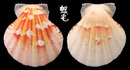 雲嬌海扇蛤 Comptopallium vexillum 3