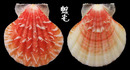 雲嬌海扇蛤 Comptopallium vexillum 4