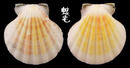 雲嬌海扇蛤 Comptopallium vexillum 6