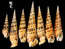 大筍螺 Terebra maculata 1