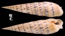 大筍螺 Terebra maculata 3