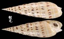 大筍螺 Terebra maculata 4