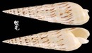 大筍螺 Terebra maculata 5