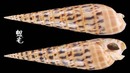 大筍螺 Terebra maculata 6