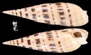 大筍螺 Terebra maculata 7