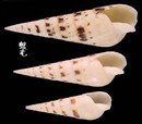 大筍螺 Terebra maculata 8