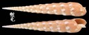 大斑筍螺 Terebra guttata 2