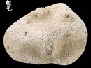 珊瑚礁螺 Magilus antiquatus 1