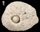 珊瑚礁螺 Magilus antiquatus 2