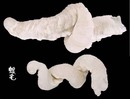 珊瑚礁螺 Magilus antiquatus 4