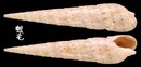 花牙筍螺 Terebra crenulata 2
