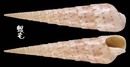 花牙筍螺 Terebra crenulata 3
