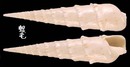花牙筍螺 Terebra crenulata 5