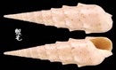 花牙筍螺 Terebra crenulata 6