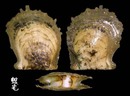 台灣鶯蛤 Pinctada chemnitzii 2