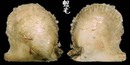 台灣鶯蛤 Pinctada chemnitzii 3