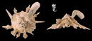 綴殼螺 Xenophora pallidula 1