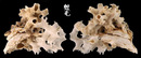 綴殼螺 Xenophora pallidula 4