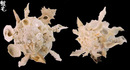 綴殼螺 Xenophora pallidula 5