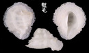 皺裙珊瑚螺 Coralliobia fimbriata 1