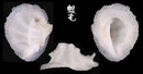皺裙珊瑚螺 Coralliobia fimbriata 2