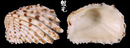 算盤蛤 Cardita variegata 2
