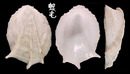 三龍骨毛螺 Amathina tricarinata 2