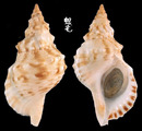 白法螺 Charonia sauliae 5