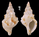 白法螺 Charonia sauliae 6