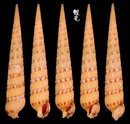 蒼白筍螺 Terebra alveolata  1