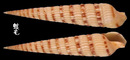 蒼白筍螺 Terebra alveolata 2
