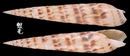 火炬筍螺 Terebra chlorata 1