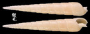 細溝筍螺 Terebra cingulifera 2