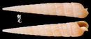巴比倫筍螺 Terebra babylonia 2
