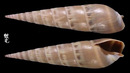 土灰筍螺 Hastula cinerea