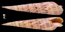 塞內加爾筍螺 Terebra senegalensis