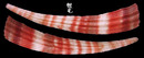 錦紅象牙貝 Pictodentalium formosum  2