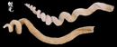 蚯蚓螺 Siliquaria cumingii 2
