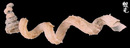 刺蚯蚓螺 Siliquaria anguina 1