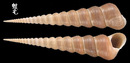 錐螺 Turritella terebra 1