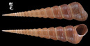 錐螺 Turritella terebra 2