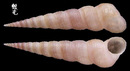 錐螺 Turritella terebra 4