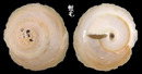 印度洋綴殼螺 Onustus indicus 1
