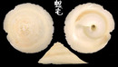 印度洋綴殼螺 Onustus indicus 2